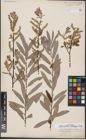 Foto von Salix aurita L. x Salix eleagnos Scop.